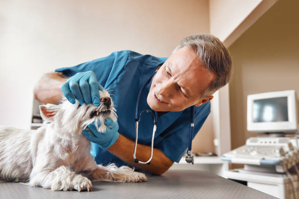 Professional Emergency Dentist in NY
